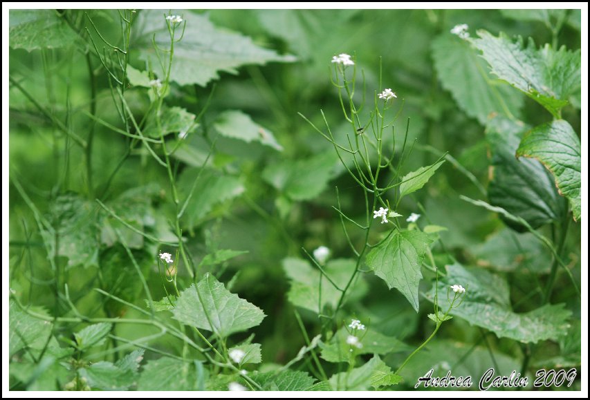 L''Alliaria , cibo per Amara